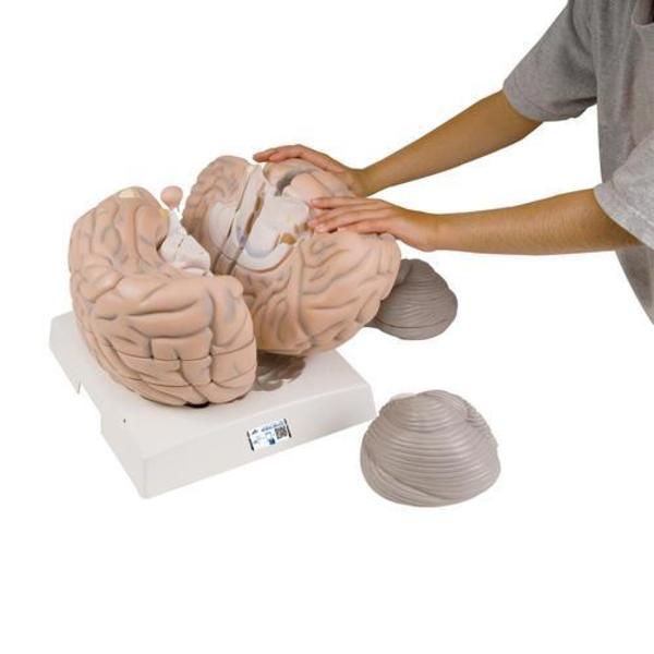 3B Scientific Giant Brain, 2.5 times - w/ 3B Smart Anatomy 1001261